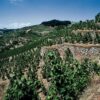 Les vins de la vallée du Rhône - 24 septembre