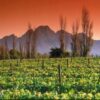 Match des Vins : France Vs Nouveau monde - 16 juin COMPLET